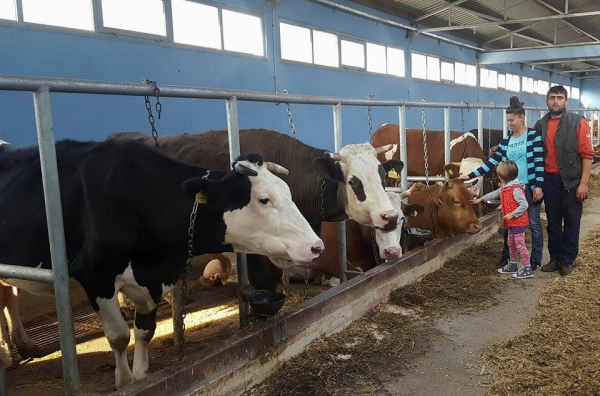 Vlasnici farme krava u Zavidovićima, mladi bračni par “u pogonu” 16 sati dnevno, ali žele širiti posao