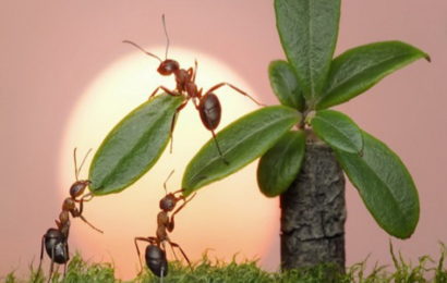 Životna filozofija mrava: Cijene slogu i ne sumnjaju u sebe