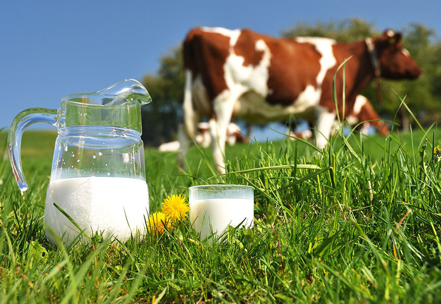 Novi rekord u Kaknju: Za tri mjeseca otkupljeno 165.900 litara mlijeka