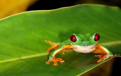 Žabe vide u boji u uvjetima potpunog mraka