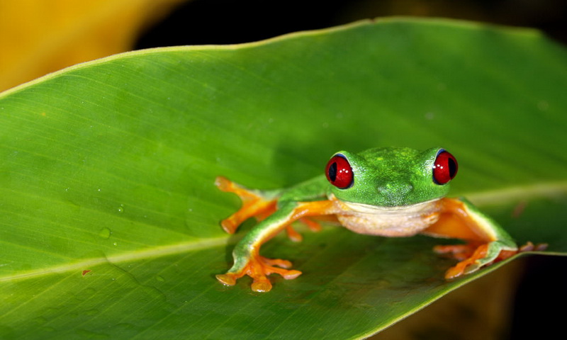 Žabe vide u boji u uvjetima potpunog mraka