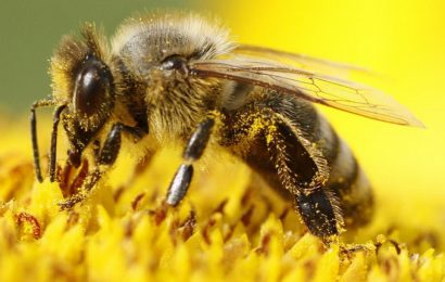 Pčele polako izumiru, ko će ih zamijeniti? Roboti već čekaju…